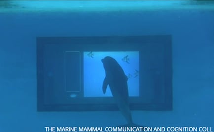 Delfines interactúan con "apps" en una pantalla táctil