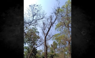 Retiran 20 árboles muertos en Parque de los Venados; alcaldía Benito Juárez anuncia reforestación
