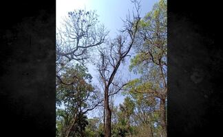 Retiran árboles muertos en Parque de los Venados; alcaldía Benito Juárez anuncia reforestación