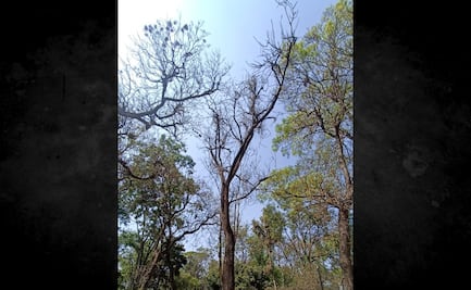 Retiran 20 árboles muertos en Parque de los Venados; alcaldía Benito Juárez anuncia reforestación