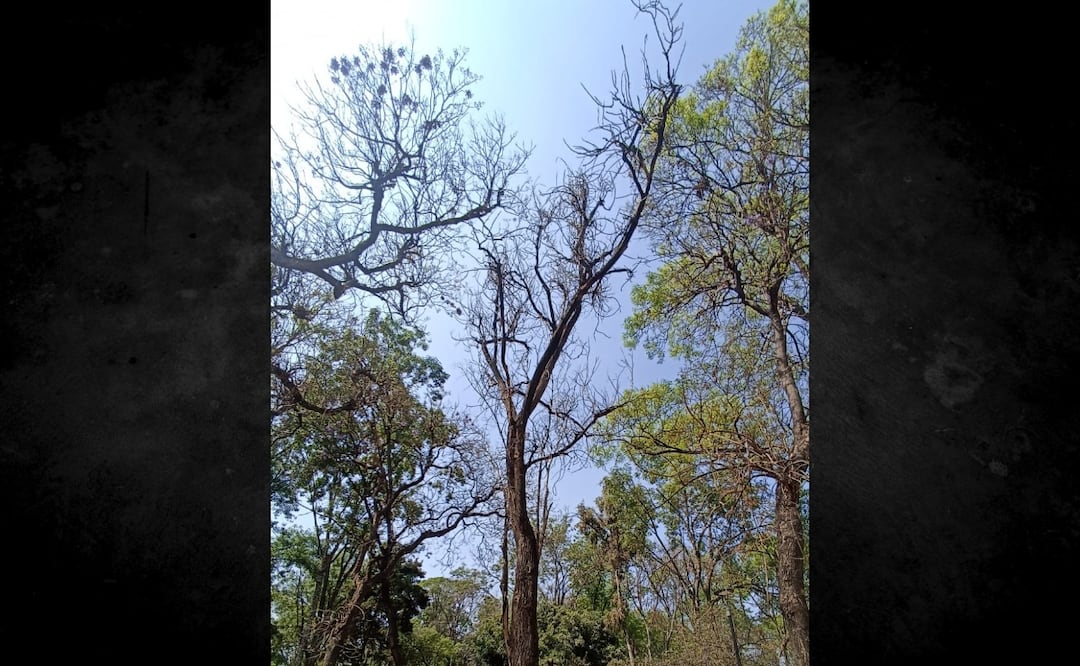 Retiran árboles muertos en Parque de los Venados. Foto: Especial