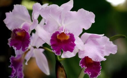 Orquídeas, en peligro de extinción en México por acelerada deforestación