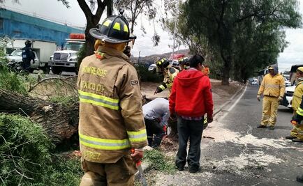 Historia: Apoya jardinero a bomberos para retirar árbol en Zaragoza