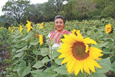 Girasoles impulsan turismo en Guelatao, Oaxaca