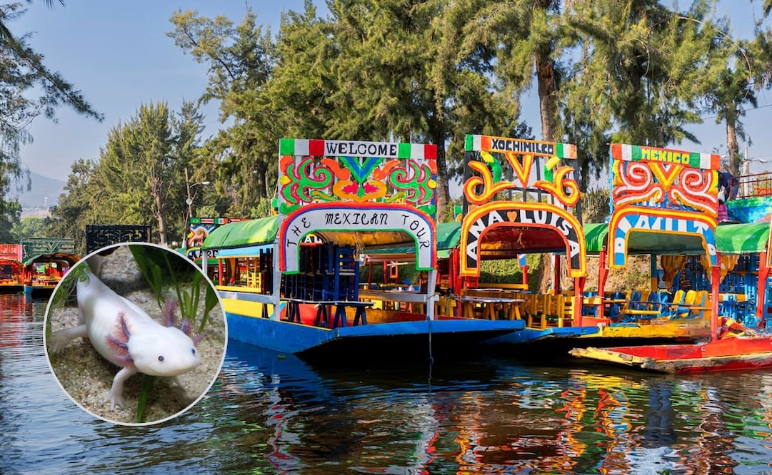 Tour Ajolote en Xochimilco. Foto: Especial