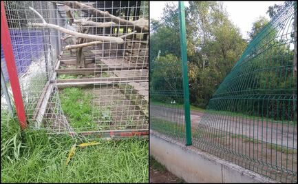 Roban guacamaya en peligro de extinción del Zoológico del Altiplano de Tlaxcala