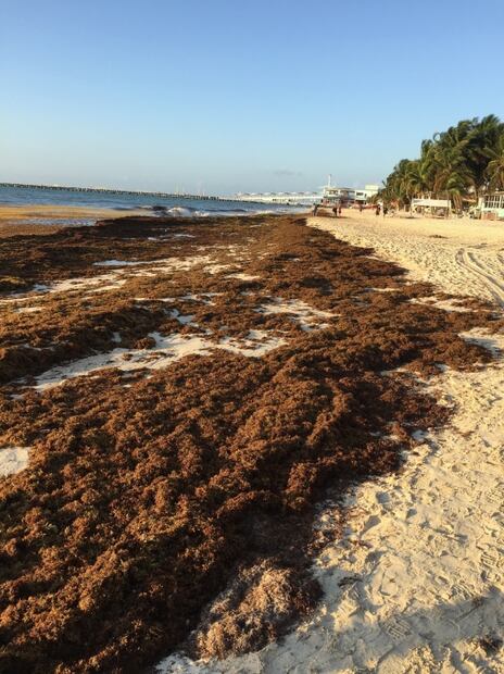 Sargazo en el Caribe: ¿llegó para quedarse?