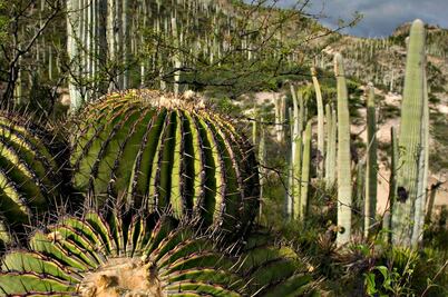 Tehuacán-Cuicatlán: maravilla que no pudo ser Patrimonio Mundial