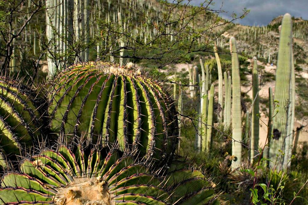 El principal atributo de Tehuacán-Cuicatlán es la diversidad de cactáceas. (Foto: Turismo Oaxaca)
