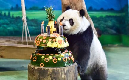 China declara que los osos panda ya no están en peligro de extinción