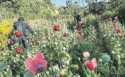 México, de los 3 principales productores de amapola en el mundo: UNODC