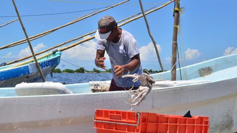 Por el riesgo de desaparecer, piden detener captura de pulpo en Yucatán 