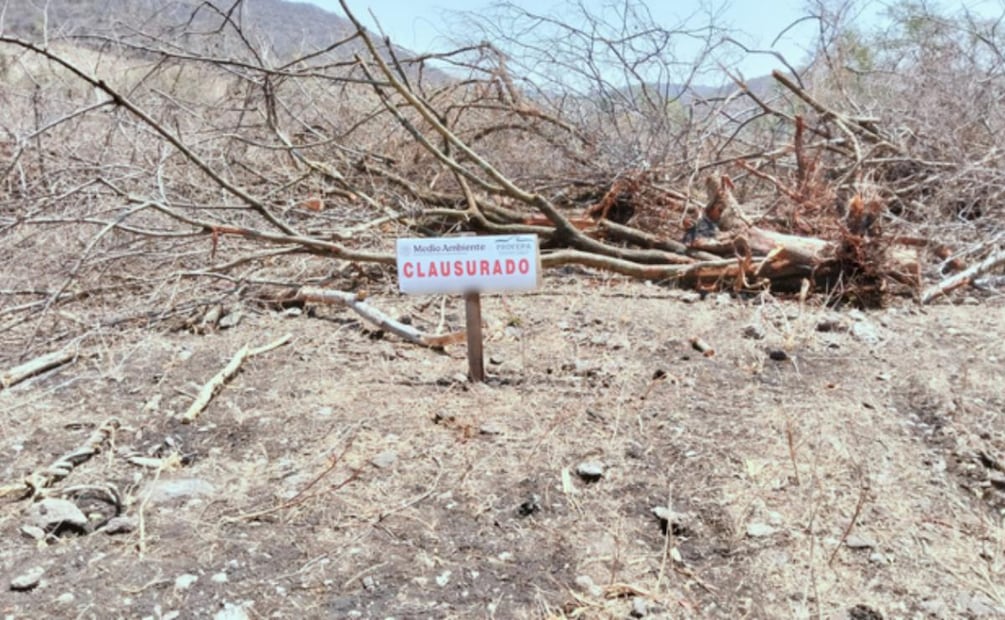 Profepa clausura predio en Morelos por derribo de 52 árboles de especies nativas (04/04/2026). Foto: Especial