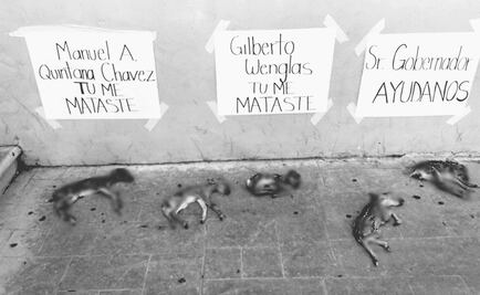 Mueren 28 crías de venado cola blanca en Chihuahua por negligencia