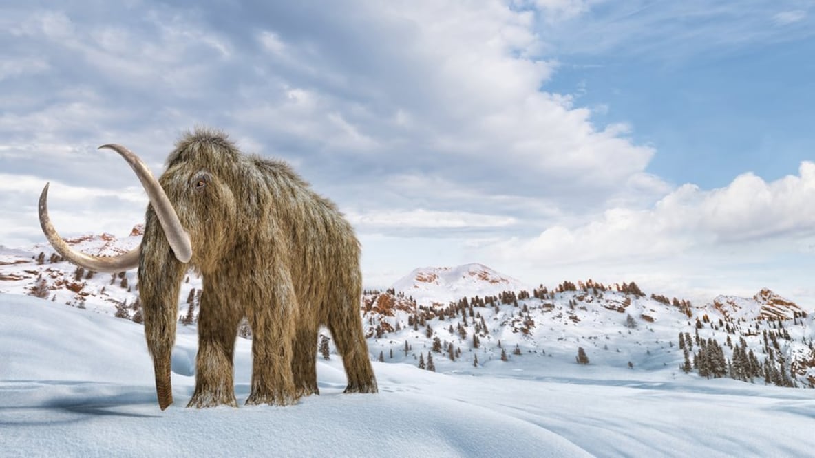 Los mamuts lanudos se extinguieron hace milenios, pero la ingeniería genética podría traerlos de vuelta a la Tierra. Imagen: Getty Images vía BBC