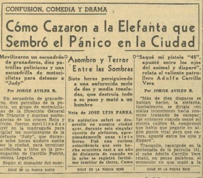 Una elefanta anduvo suelta en la ciudad