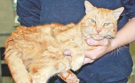 Recomiendan asfixiar gatos como experimento científico