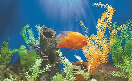 ¿Qué es la nutrición acuícola y por qué es importante estudiarla?