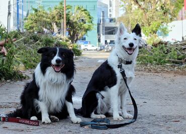 Conoce a Orly y Halley, los perros rescatistas que buscan a sobrevivientes en Acapulco tras el paso de "Otis"