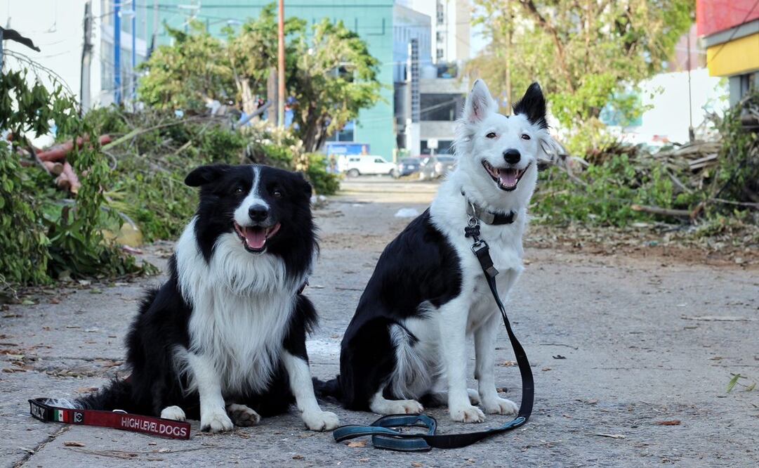 Tras desastre por huracán "Otis", los binomios caninos Orly y Haley llegan a Acapulco, Guerrero. Foto: Twitter @CruzRoja_MX