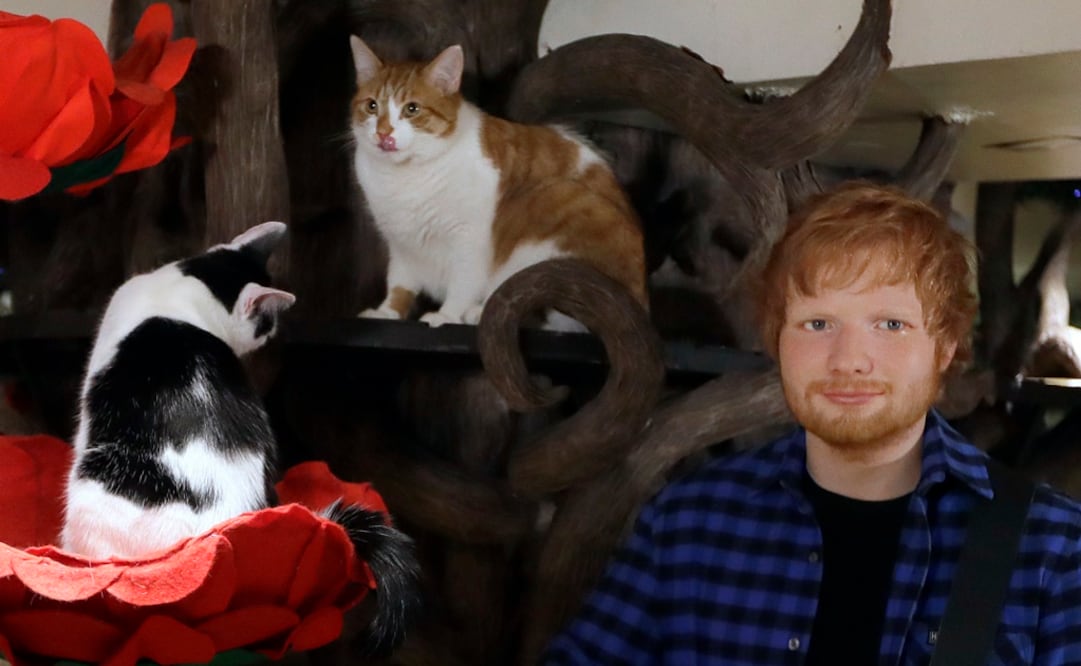 Sheeran nunca ha ocultado su adoración por sus felinos. Foto: AP/Kirsty Wiggleswort