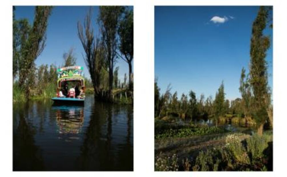De las chinampas en Xochimilco a tu cocina
