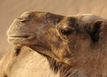 Por llevar bótox, los descalifican en concurso de belleza de Arabia Saudita ¡de camellos!