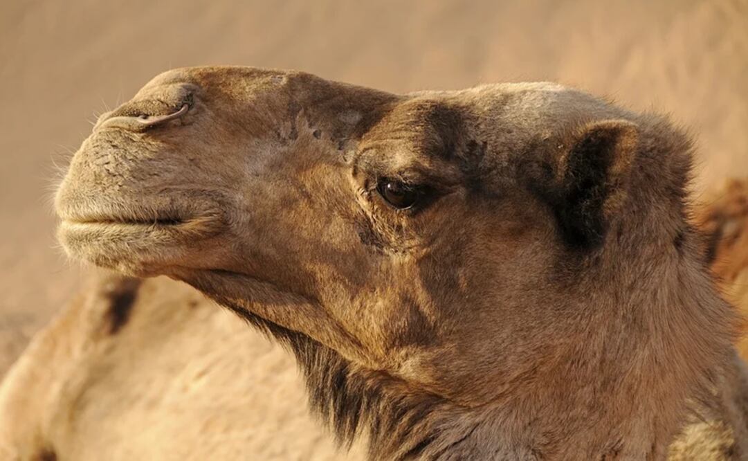 La OMS recordó que el MERS-CoV fue identificado, por primera vez, en 2012. Foto: Pixabay