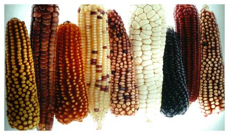 Cereal completo, fuente de vida