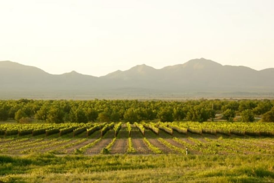 En Coahuila se estrena ruta de dinosaurios y vinos