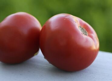 Mexican scientists develop edible COVID-19 vaccine using transgenic tomatoes