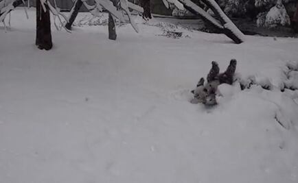 Captan en video a panda gigante jugando en la nieve; cautiva las redes