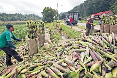 Modernización del TLCUEM impulsará comercio agrícola