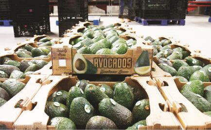 Entérate. Aguacate hasta en 80 pesos el kilo