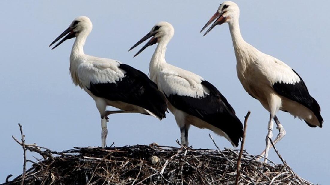 Una conducta adaptativa, no agresiva. Fuente: Freepik.