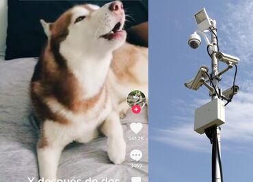 El perro alarma sísmica es la estrella de TikTok
