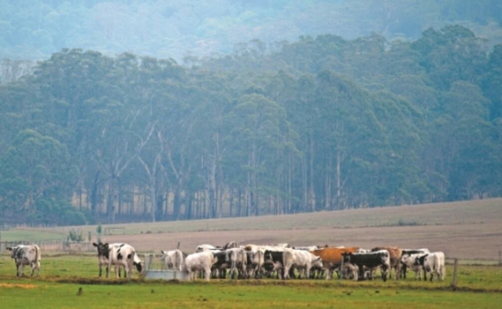 Los carrazos del hijo del “perseguido político”