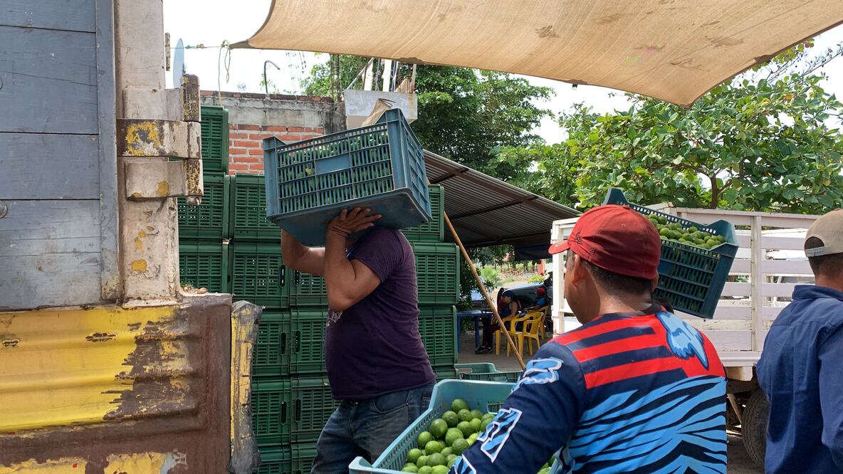 Pese a los operativos de autoridades federales y estatales en Apatzingán, criminales siguen cobrando cuota a productores y empacadores de limón. Foto: Carlos Arrieta / EL UNIVERSAL