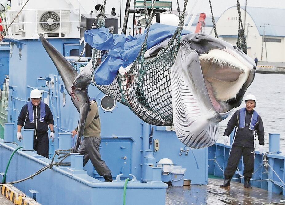 Una ballena minke fue capturada y descargada en el puerto de Kushiro, Prefectura de Hokkaido. REUTERS
