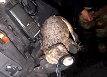 Joven es detenido cuando trasladaba un caimán y una boa en su motoneta