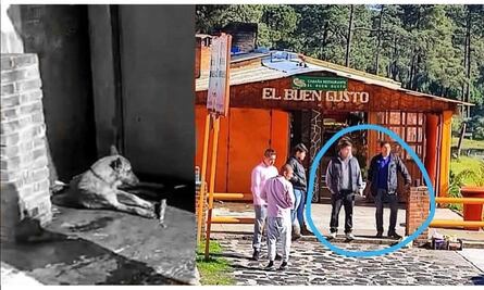 Video. Apalean y matan a perro en restaurante del Ajusco; Salinas Pliego se suma a denuncia