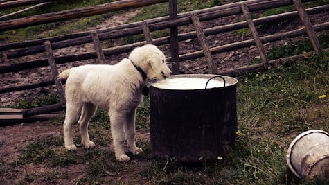Las bondades de la leche materna en cachorros