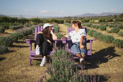 Conoce Lavyn, una granja de lavanda en Tequisquiapan