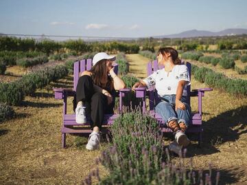 Conoce Lavyn, una granja de lavanda en Tequisquiapan