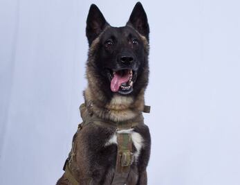 Un perro, el otro protagonista del operativo contra líder del Estado Islámico