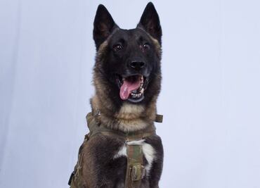Un perro, el otro protagonista del operativo contra líder del Estado Islámico