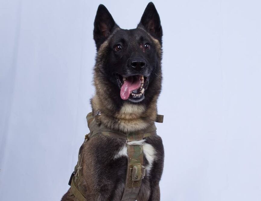 Aún no se puede difundir el nombre del perro, pues se "encuentra en el escenario de las operaciones" (Foto: Twitter / Donald Trump)