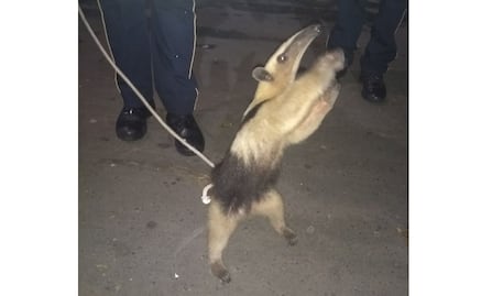 Video. Rescatan a oso hormiguero en calles de Tepito
