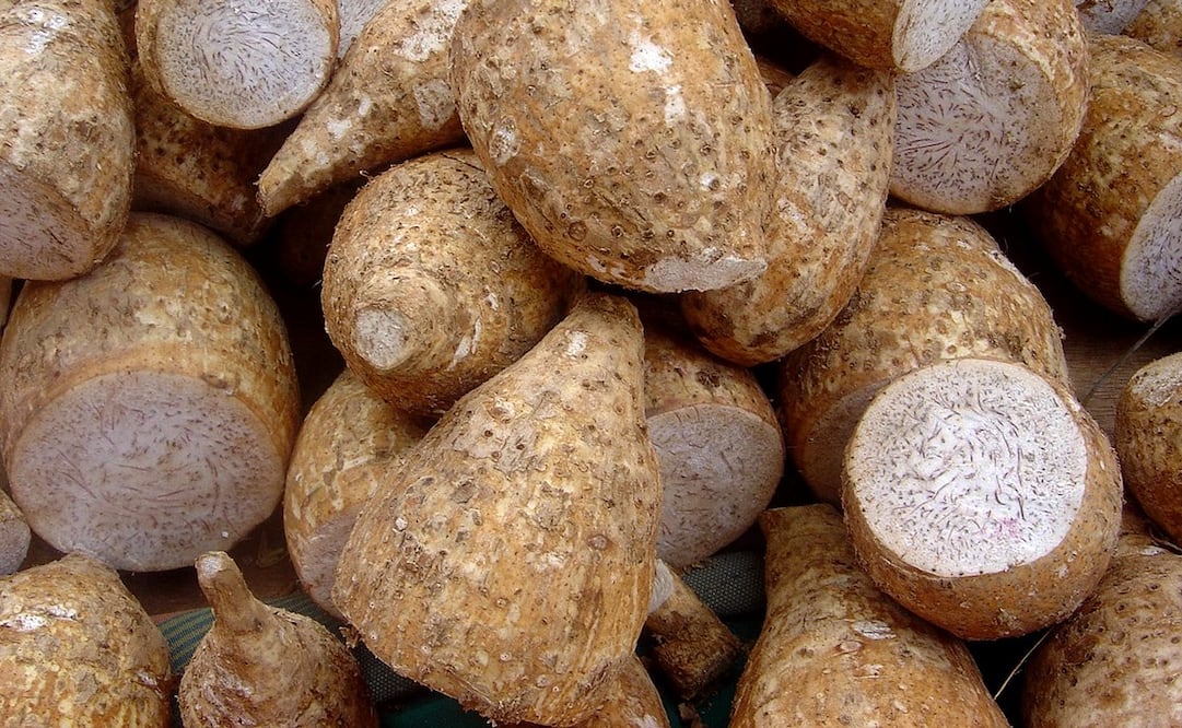 El taro, conocido como “la raíz morada”, es cada vez más utilizado en bebidas y postres en México. Foto: Freepik