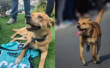 Corredor mexicano denuncia la muerte de "Chicles", el perrito maratonista de Tijuana
